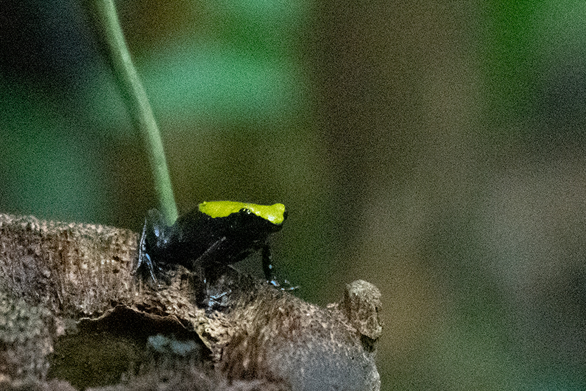 Green-backed (Climbing) Mantella, Nosy Mangabe, Madagascar