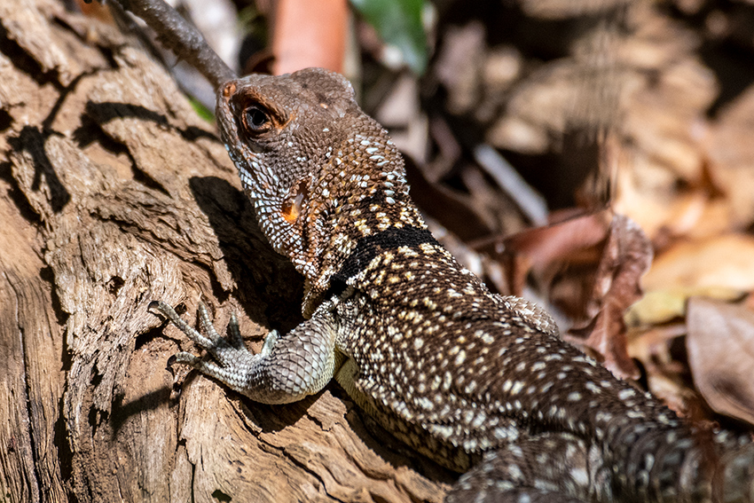 Collared Iguanid, Ankarafantsika NP, Madagascar