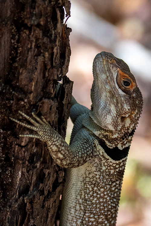 Collared Iguanid, Ankarafantsika NP, Madagascar