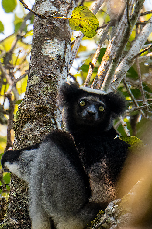 Indri, Mantadia NP, Madagascar