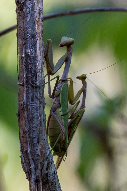 Mating Praying Mantis, Isalo NP, Madagascar