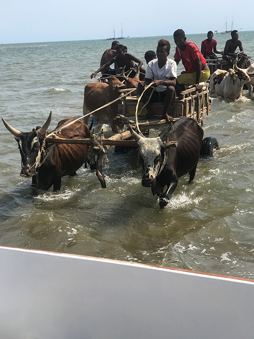 Ox-cart, Tulear Harbor, Madagascar