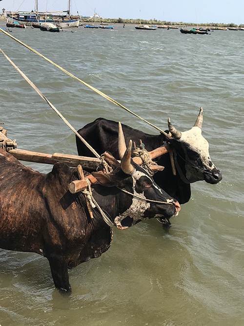 Ox-cart, Tulear Harbor, Madagascar