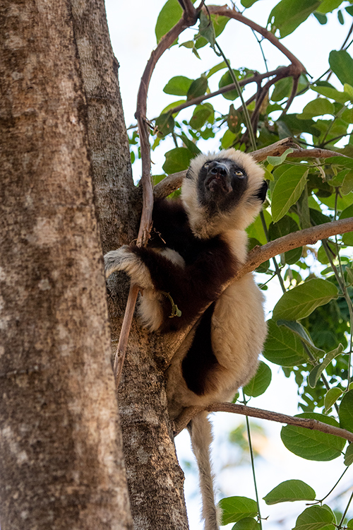 Coquerel's Sifaka, Ankarafantsika NP, Madagascar