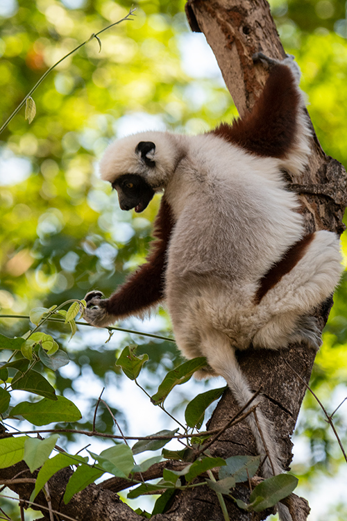 Coquerel's Sifaka, Ankarafantsika NP, Madagascar