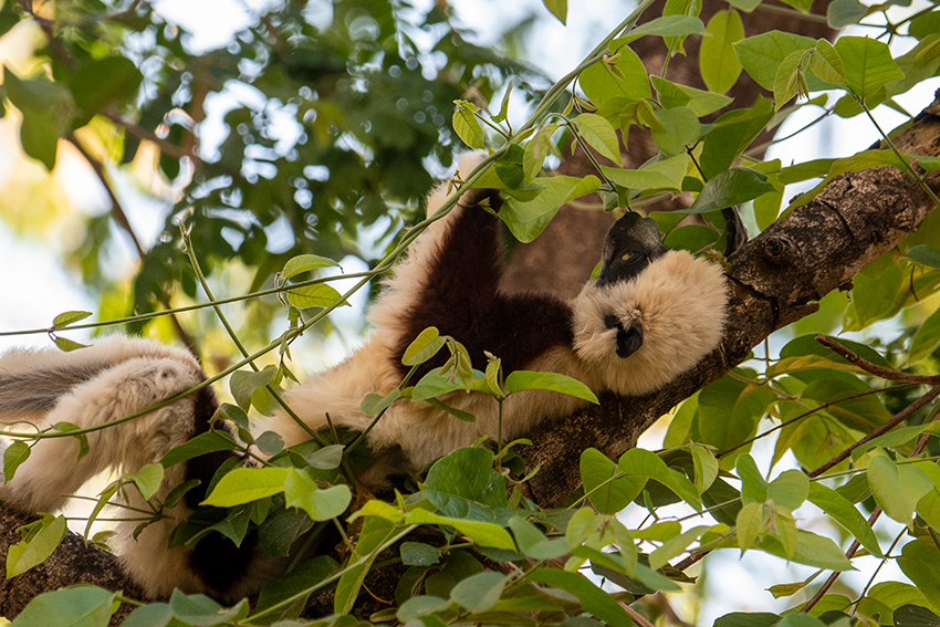 Coquerel's Sifaka, Ankarafantsika NP, Madagascar