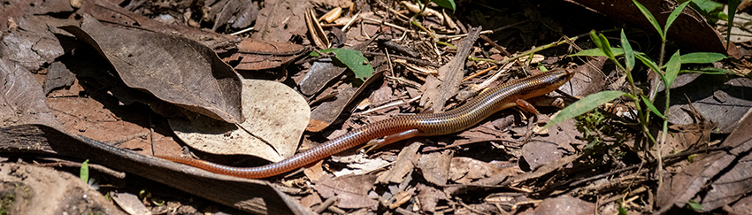 Skink, Mantadia NP, Madagascar