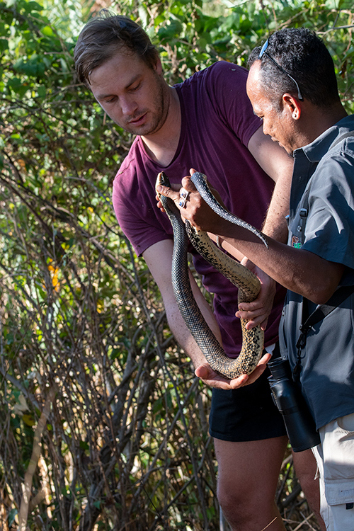 Hognose Snake, Ankarafantsika NP, Madagascar