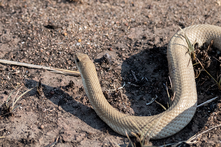 Blonde Hognose Snake, Madagascar