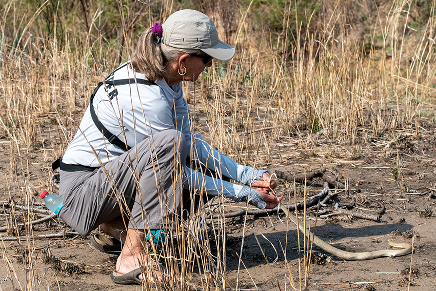 Joan With Blonde Hognose Snake, Madagascar