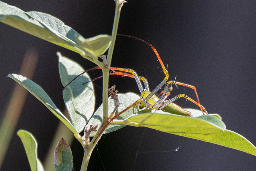 Madagascar Green Lynx Spider, Isalo NP, Madagascar