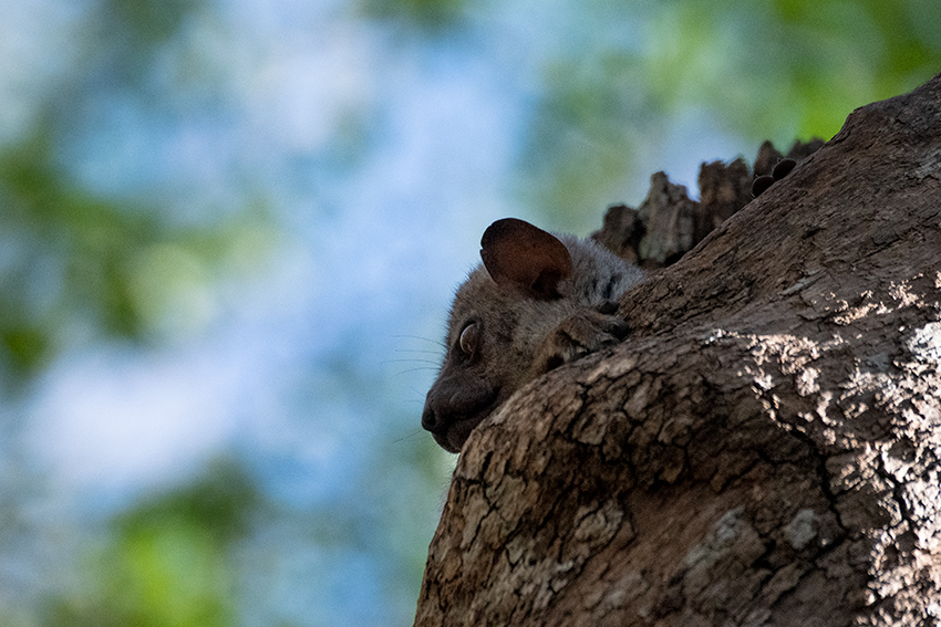 Sportive Lemur, Ankarafantsika NP, Madagascar