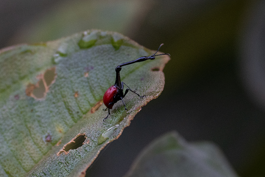 Giraffe-necked Weevil, Mantadia NP, Madagascar