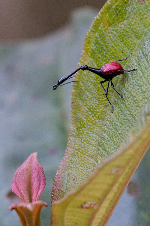 Giraffe-necked Weevil, Mantadia NP, Madagascar