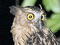 Birds and Other Images of Peninsular Malaysia
