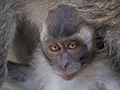 Long-tailed Macaque, Kuala Selangor Nature Park, Peninsular Malaysia