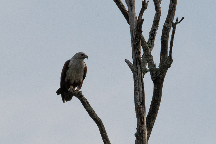 Brahmini Kite, Kuala Selangor, Peninsular Malaysia