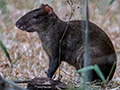 Agouti, Parque Municipal Summit, Panama