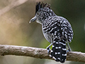Barred Antshrike, Panama