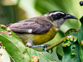 Bananaquit at Tranquilo Bay Lodge, Bastimentos Island, Panama