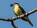 Boat-billed Flycatcher, Anton Dry Forest, Panama
