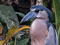 Boat-billed Heron, Chiriqu Grande, Bocas del Toro, Panama