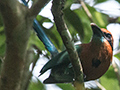 Broad-billed Motmot, Pipeline Road, Panama