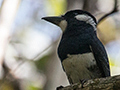 Black-breasted Puffbird, Pipeline Road, Panama