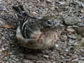 Bay-breasted Warbler, Canopy Lodge, Panama