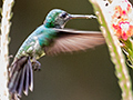 Blue-chested Hummingbird at Tranquilo Bay Lodge, Bastimentos Island, Panama
