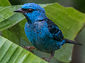 Blue Dacnis, Gamboa, Panama