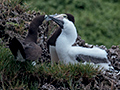 Nesting Brown Boobies, Bird Island (Swan's Key), Bocas del Toro, Panama