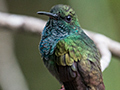 Bronze-tailed Plumeleteer, The Harrisons' Feeders, Cerro Azul, Panama