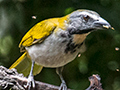 Buff-throated Saltator, La Mesa, Panama