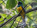 Black-throated Trogon, Pipeline Road, Panama