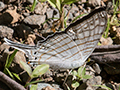 Butterfly, Chiriqu Grande, Bocas del Toro, Panama