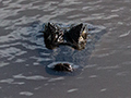 Spectacled Caiman (Common Caiman), Chiriqu Grande, Bocas del Toro, Panama