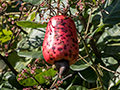 Cashew, Chiriqu Grande, Bocas del Toro, Panama