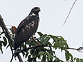Immature Common Black Hawk, Saropa (Snyder) Canal Boat Trip, Bocas del Toro, Panama
