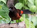 Crimson-backed Tanager, Canopy Lodge, Panama