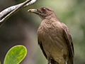 Clay-colored Thrush, Canopy Lodge, Panama