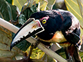Collared Aracari, Canopy Tower, Panama
