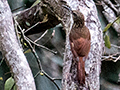 Cocoa Woodcreeper, Panama