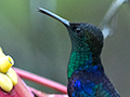 Crowned Woodnymph (Violet-crowned Woodnymph), The Harrisons' Feeders, Cerro Azul, Panama