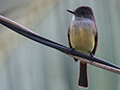 Dusky-capped Flycatccher, Tranquilo Bay Lodge, Bastimentos Island, Panama