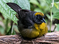 Dusky-faced Tanager, Canopy Lodge, Panama