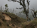 Dirt Road, La Mesa, Panama