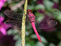 Magenta Dragonfly, Canopy Tower, Panama
