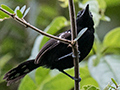 Dot-winged Antwren, Rainforest Discovery Center, Panama