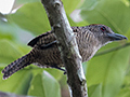 Fasciated Antshrike, Gamboa Rainforest Resort, Panama